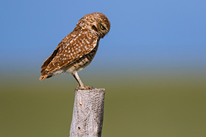A burrowing owl scans the ground for potential prey on the Oglala Grasslands in western Nebraska. - Nebraska Photograph