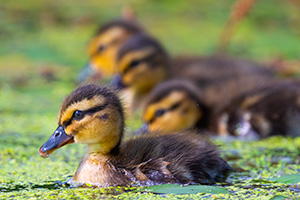 A wildlife photograph of a set of ducklings swimming in a lake by the shore in Sarpy County, Nebraska. - Nebraska Photograph