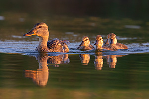 A wildlife photograph of a set of ducklings swimming with their mom in Sarpy County, Nebraska. - Nebraska Photograph