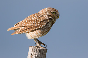 A burrowing owl prepares to take flight on a cool spring evening in the pandhandle of western Nebraska. - Nebraska Photograph