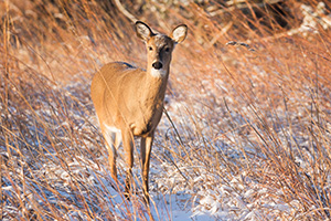 Just after dawn a deer pauses in a cold, wintry prairie at Chalco Hills Recreation Area in eastern Nebraska. - Nebraska Wildlife Photograph