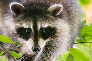 A wildlife photograph of a raccoon clinging to a tree at Fontenelle Forest in eastern Nebraska. - Nebraska Photograph