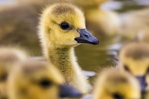 A curious gosling pokes his head up as a group swim by at the ponds at Schramm Park State Recreation Area. - Nebraska Photograph