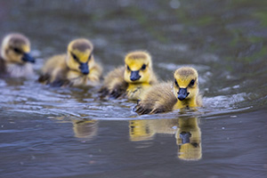 A gaggle of goslings swim in a line in one of the ponds at Schramm Park State Recreation Area. - Nebraska Photograph