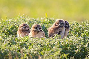 Four burrowing owl chicks at the Badlands National Park, South Dakota. - South Dakota Wildlife Photograph
