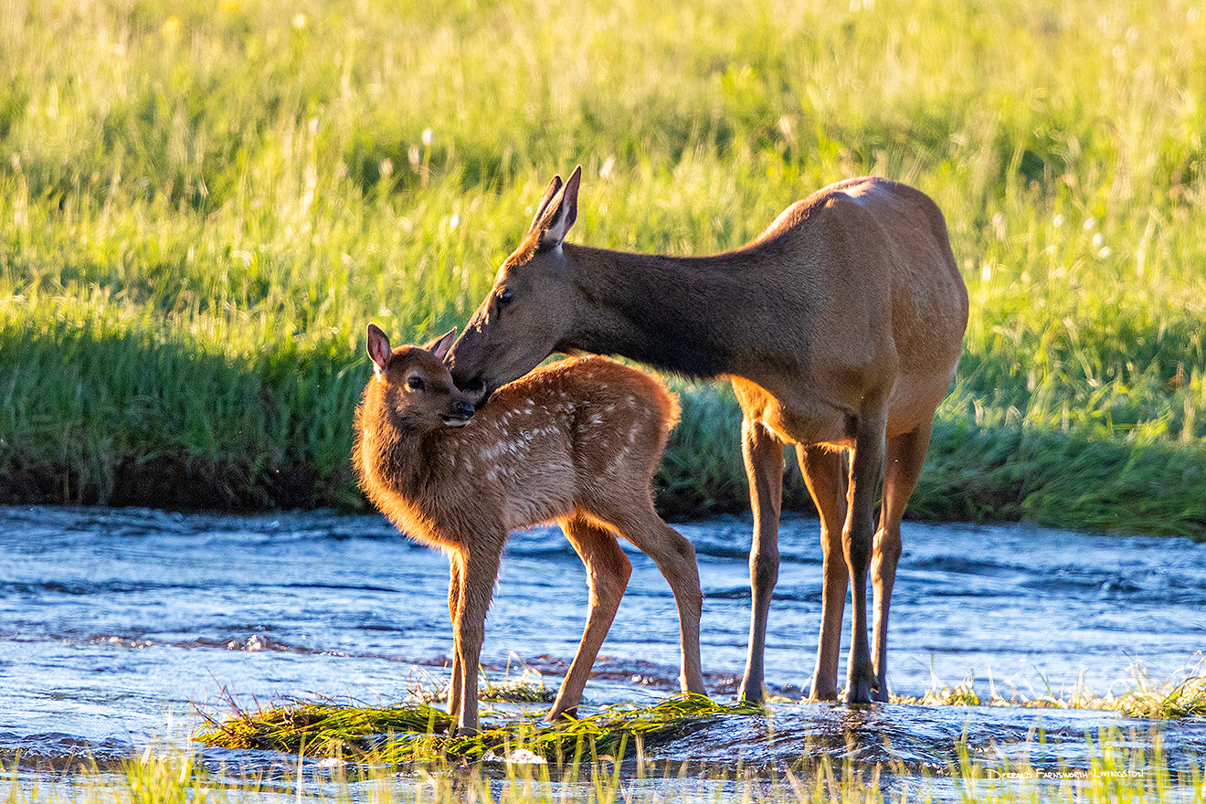 An elk calf receives an affectionate kiss from her mother in Moraine Park, Rocky Mountain NP, Colorado. - Colorado Wildlife Photograph