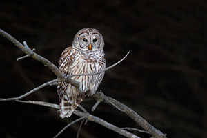 A Barred Owl watches quietly from a tree branch at Chalco Hills Recreation Area in eastern Nebraska. - Nebraska Photograph