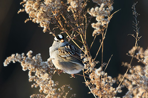 A White Crowned Sparrow pauses on a Goldenrod withered in the winter at Boyer Chute National Wildlife Refuge in eastern Nebraska. - Nebraska Wildlife Photograph