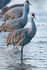 A Sandhill Crane prepares to bed down for the night in the waters of the Platte River. - Nebraska Photograph