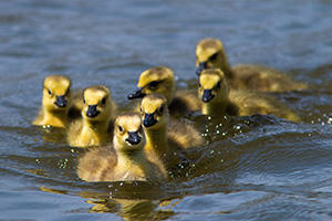 A gaggle of newly hatched goslings swim in one of the ponds at Schramm Park State Recreation Area. - Nebraska Photograph