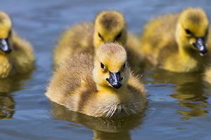 Goslings swim in the afternoon sun in one of the ponds at Schramm Park State Recreation Area. - Nebraska Photograph