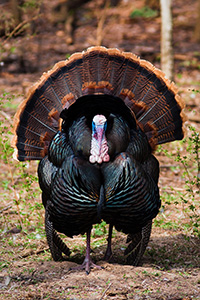 A turkey shows its plumage and does a dance for the lovely ladies nearby. - Nebraska Photograph