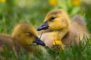 Two goslings rest in the shade at Schramm Park State Recreation Area. - Nebraska Photograph