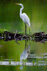 A Great White Egret stands with elegance on branches collected by beavers in a small lake in the Ozark Mountains. - Nebraska Photograph