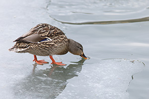 A duck stops on the ice to take a quick drink. - Nebraska Photograph