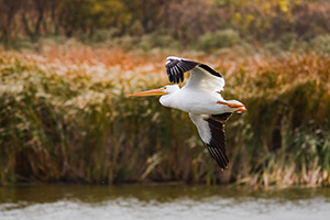 A pelican flies high above the water at DeSoto National Wildlife Refuge. - Iowa Photograph