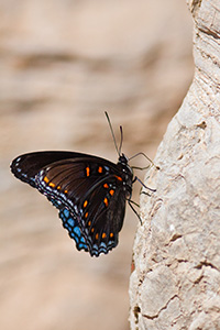 A butterfly rests next to the Buffalo River in northern Arkansas. - Arkansas Photograph