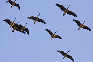 A flock of Canada Geese fly overhead at sunset going to the fields for dinner. - Iowa Photograph