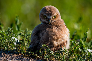 A burrowing owl chick looks over his wing in Badlands National Park, South Dakota. - South Dakota Wildlife Photograph