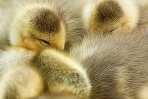 A gaggle of newly hatched gosling huddle together. - Nebraska Photograph