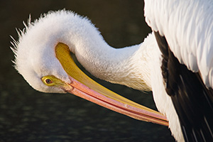 A profile view of a pelican. *Captive* - Nebraska Photograph