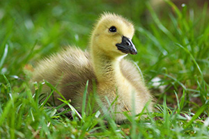 A gosling rests in the green spring grass while gazing into the distance at Schramm State Recreation Area. - Nebraska Photograph