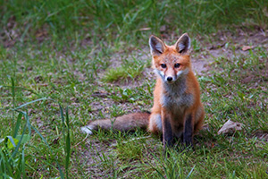 A red fox pauses briefly to gaze out through the forest at Ponca State Park, Nebraska. - Nebraska Photograph