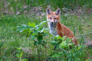 Hiding behind some foliage, A red fox pauses briefly to gaze out through the forest at Ponca State Park, Nebraska. - Nebraska Photograph