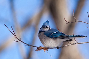 A blue jay picks at what remains of a leaf on a branch high in a tree. - Missouri Photograph