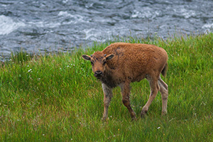 A young buffalo stops by the Gibbons River in Yellowstone National Park.  This image was taken while a large herd of buffalo meandered through Yellowstone blocking traffic for miles. As there was no place to go it was a great opportunity to stop and photograph them as they passed. An interesting tidbit, Yellowstone is home to largest remaining herd of genetically pure bison. The majority of other buffalo have intermingled with cattle long ago. - Wyoming Photograph