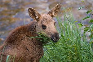 Near the Colorado River in the Kawuneeche Valley in western Rocky Mountain National Park, a Moose calf looks back over his shoulder at me before bounding off with his mother into the forest and out of sight. - Colorado Wildlife Photograph Photograph