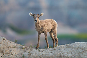 A young bighorn sheep pauses on the top of a ledge in Badlands National Park, South Dakota. - South Dakota Wildlife Photograph