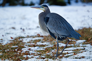 A Great Blue Heron watches quietly in the snow on a cold winter day at Schramm State Recreation Area. - Nebraska Wildlife Photograph
