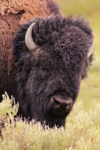 A buffalo (bison) rests at Yellowstone National Park. - Wyoming Photograph