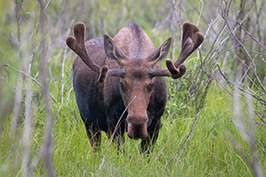 A bull moose quietly moves through brush in Kawuneeche Valley on the west side of Rocky Mountain National Park. - Colorado Wildlife Photograph