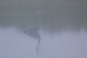 A Great Blue Heron waits in the fog at Elk Meadow in Yellowstone National Park. - Wyoming Photograph