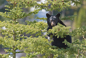 A Black Bear cub hangs on tightly to a pine tree, his mother not far below him keeping watch. - Canada Photograph