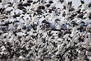 A group of snow geese take to the sky at Squaw Creek National Wildlife Refuge in Missouri. - Missouri Photograph