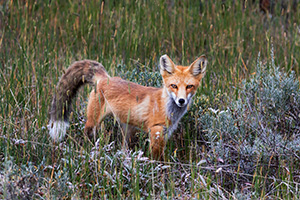 A fox pauses briefly in a field near Grand Lake, Colorado. - Colorado Photograph
