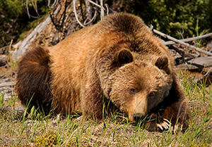 A Grizzly Bear rests quietly in a field after having just woken up from his several month nap. - Canada Photograph