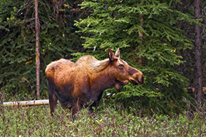 A lone moose grazes in a secluded area in Kananaskis Country, Alberta, Canada. - Canada Photograph