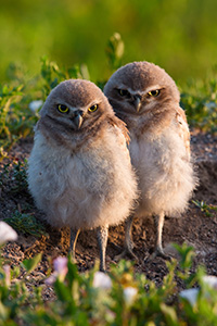 Two burrowing owl chicks watch quietly outside their home in Badlands National Park, South Dakota. - South Dakota Wildlife Photograph