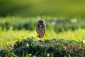 Unlike other owls, burrowing owls are active during the day, especially in the spring when gathering food. These owls prefer wide open areas and they are often found perching near their burrow on fence posts and trees.  Here, a burrowing owl watches from a distance in Badlands National Park, South Dakota. - South Dakota Wildlife Photograph