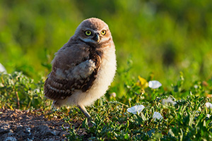 An owlet takes in the warmth of the morning sun in Badlands National Park, South Dakota. - South Dakota Wildlife Photograph
