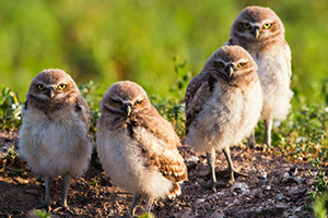 Four burrowing owlets look on in curiosity just outside their home in a prairie dog town in Badlands National Park, South Dakota. - South Dakota Wildlife Photograph