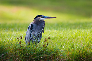 The Great Blue Heron, a graceful member of the avian species, has always proven to be a difficult subject for me to capture a compelling image.  Frequent visitors to my blog know that one of my visited photography locations is Schramm State Park Recreation Area in eastern Nebraska.  Besides being close to my home, there is a resident heron that fishes in the small ponds nestled along the western boundary of the park.  On a beautiful autumn evening last week I found the heron resting on the shore.  I had originally planned on capturing photos of the red maples leaves that still hang from some of the trees.  Instead, I setup in the reeds across the pond from the heron and began to click away at the shutter.  As the light changed in the background, the verdant green grass complemented the blues of the heron.  For a few moments I felt the stresses of life diminish.  In retrospective I don't think I could have asked better conditions for photographing such an elegant bird and becoming one with nature. - Nebraska Wildlife Photograph