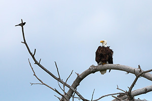 A crow sits on a branch taunting the larger Bald Eagle.  The eagle merely looked at him, ignoring his taunts. - Nebraska Wildlife Photograph