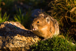 A pika on the boulders on the tundra of Rocky Mountain National Park munches on a tundra flower during a warm mid-summer day. - Colorado Wildlife Photograph Photograph