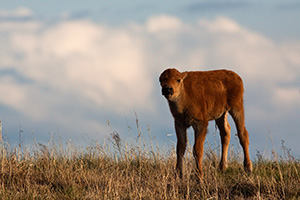 Ft. Niobrara National Wildlife Refuge in north central Nebraska is home to a group of American Buffalo that roam about the large expanse of land.  This is a spring calf who stopped to watch me as I photographed him.  Curious, but under the watchful eye of his father. - Nebraska Photograph