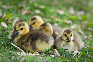 A gaggle of newly hatched gosling huddle together on the green spring grass. - Nebraska Photograph